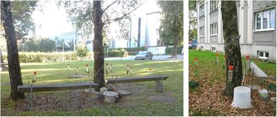 How Characteristics of a Rainfall Event and the Meteorological Conditions Determine the Development of Stemflow: A Case Study of a Birch Tree